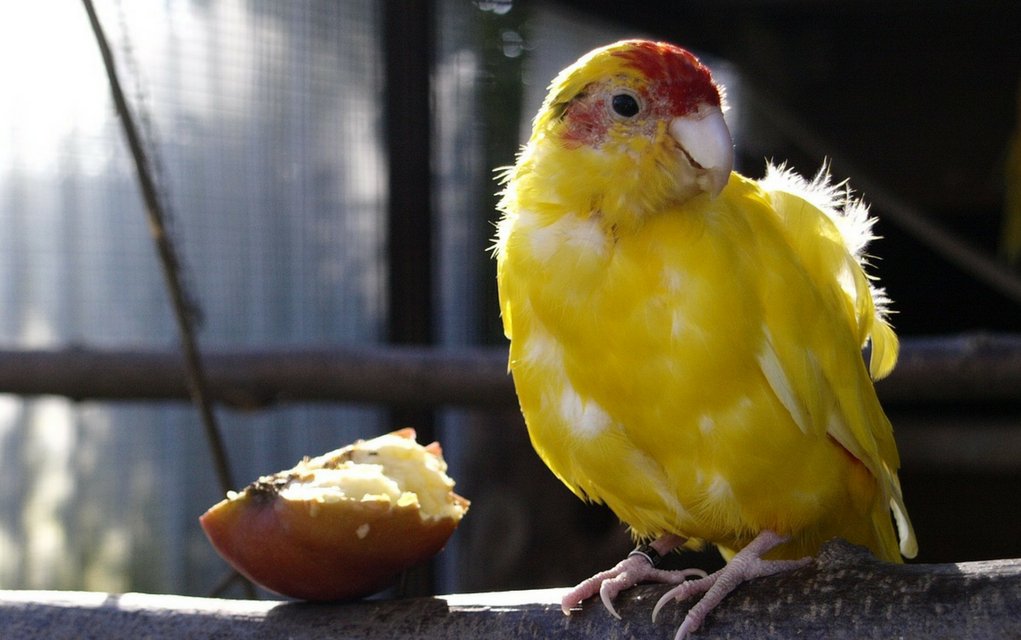 Federkrankheiten bei Vögeln haben oft keine Behandlungsmöglichkeit.