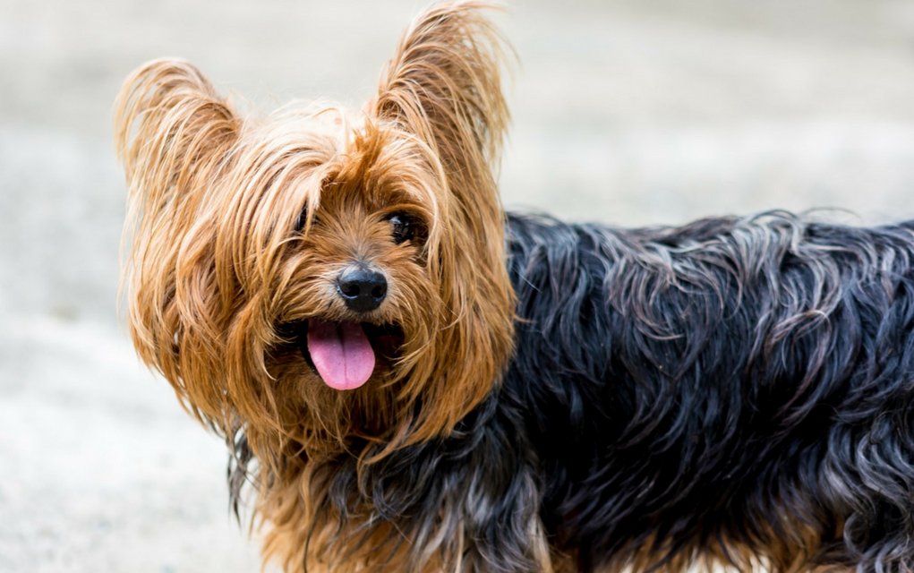 Parasiten bei Hunden petpharm.de