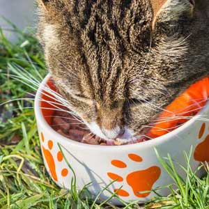 Ernährung Und Fütterung Der Britisch Kurzhaar Katze