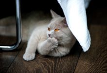 Britisch Kurzhaar Katzen sind nicht anfällig für Erkrankungen.