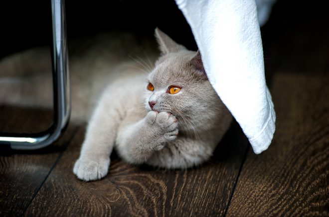 Britisch Kurzhaar Katzen sind nicht anfällig für Erkrankungen.