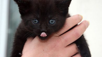 Britisch Kurzhaar Kitten kaufen sollte man bei einem seriösen Züchter.