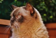 Britisch Kurzhaar Katzen sollten bei einem Züchter gekauft werden.