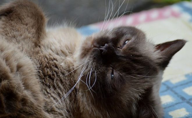 Die Britisch Kurzhaar Katze benötigt ihrem Alter entsprechendes, qualitatives Futter.
